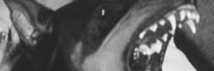 FraseDePendejos's profile banner image