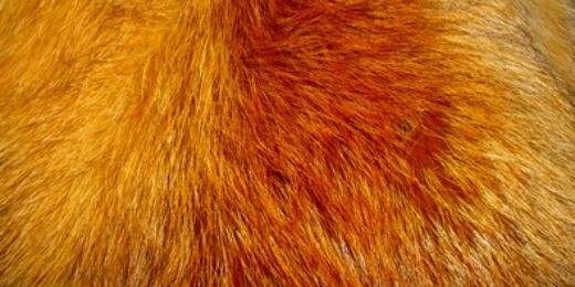 RoussesdeScours's profile banner image
