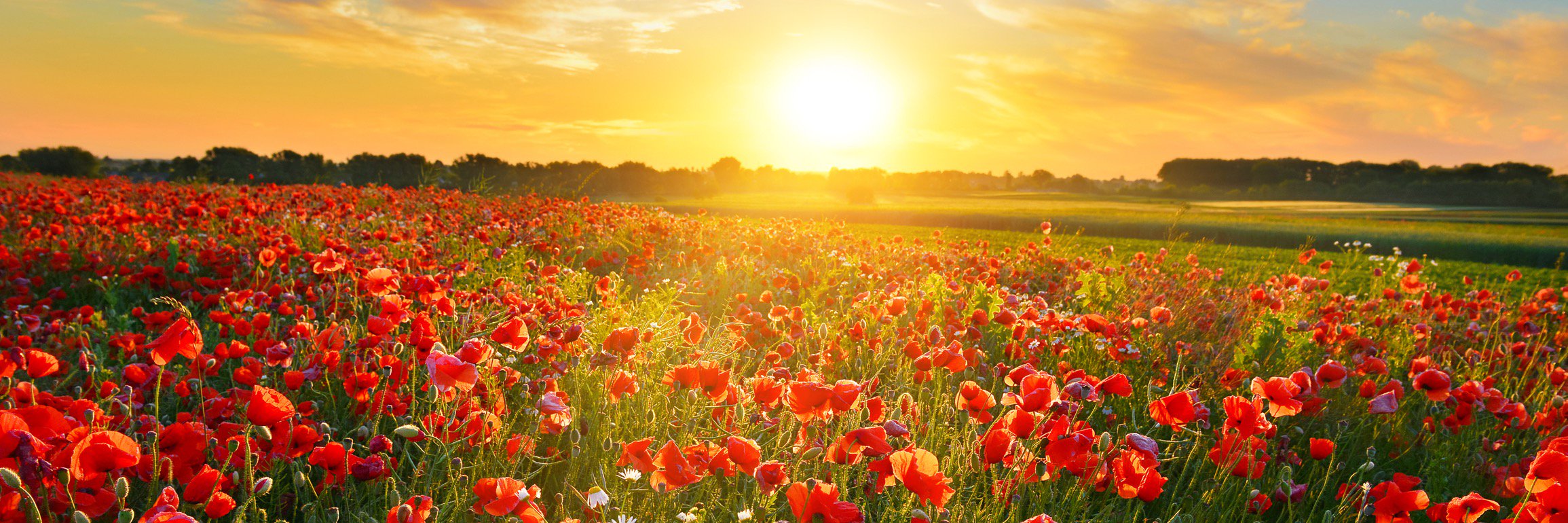 MyFarewellUK's profile banner image