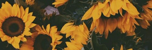 ✨M A I T E✨ banner