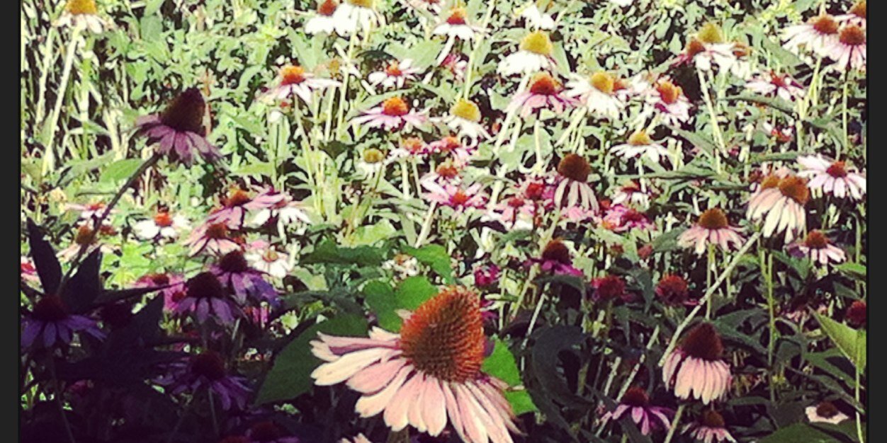 _SimplyAileen_'s profile banner image