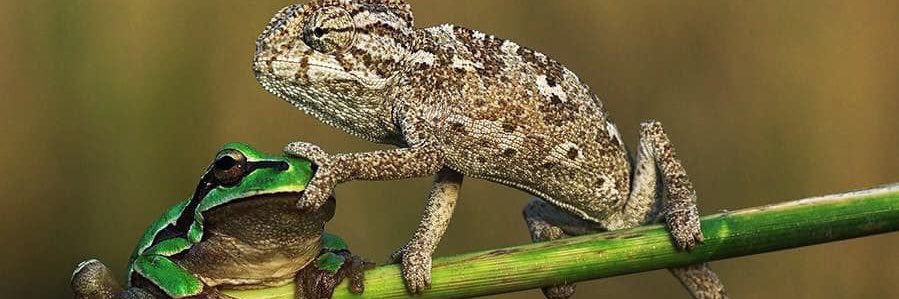 May 🌻🇺🇦 banner