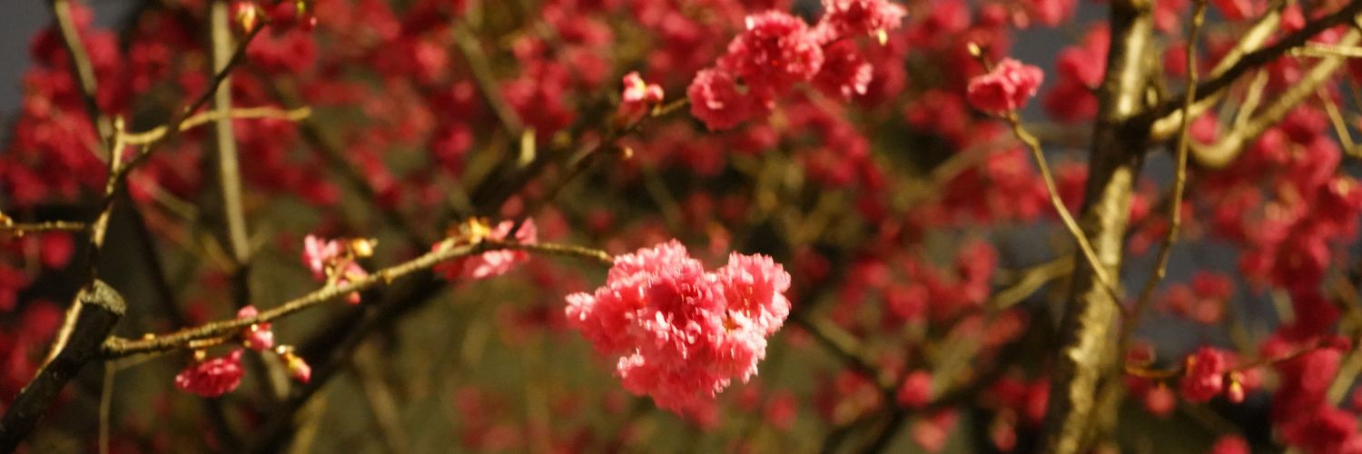 chenyibanana's profile banner image