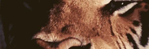 lani_jaee's profile banner image