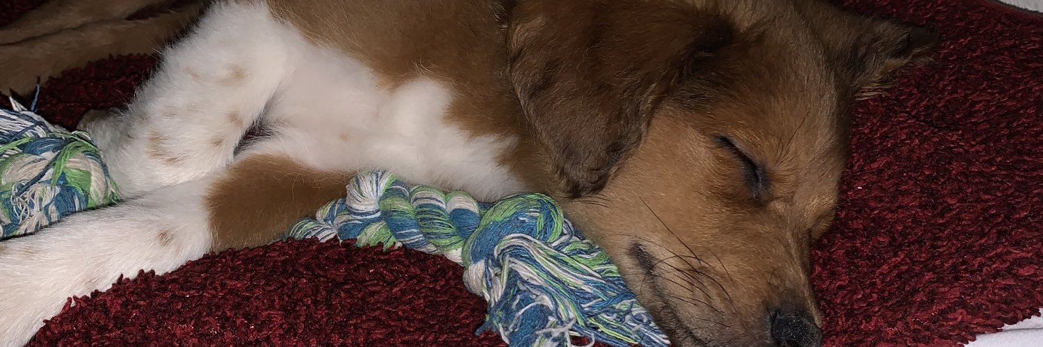 _noodilie's profile banner image