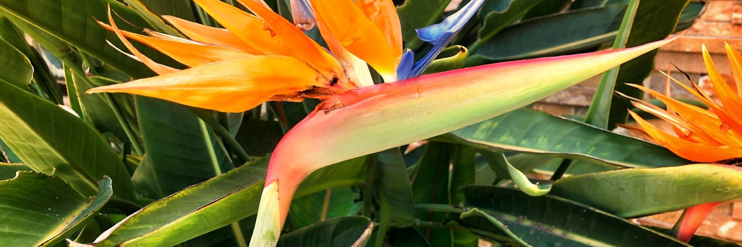 Foretoldimages's profile banner image