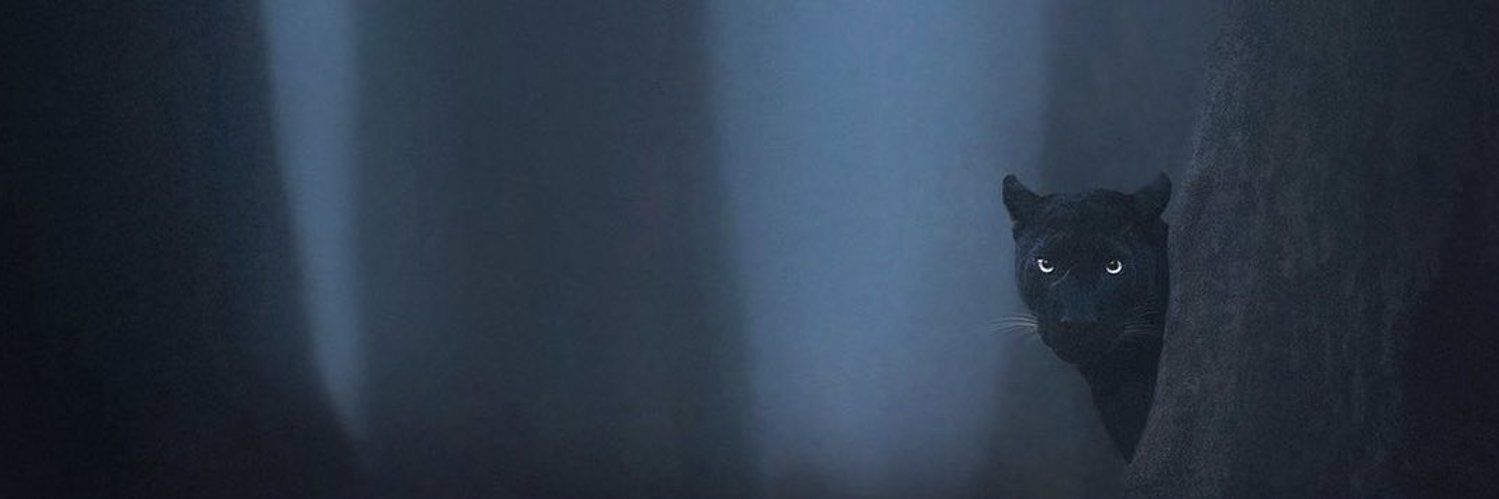 GalseneRare's profile banner image