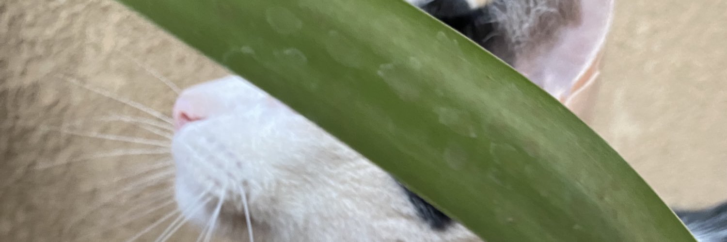 little sister banner
