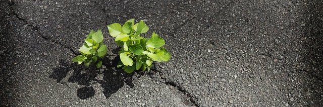 Daniel van Dam banner