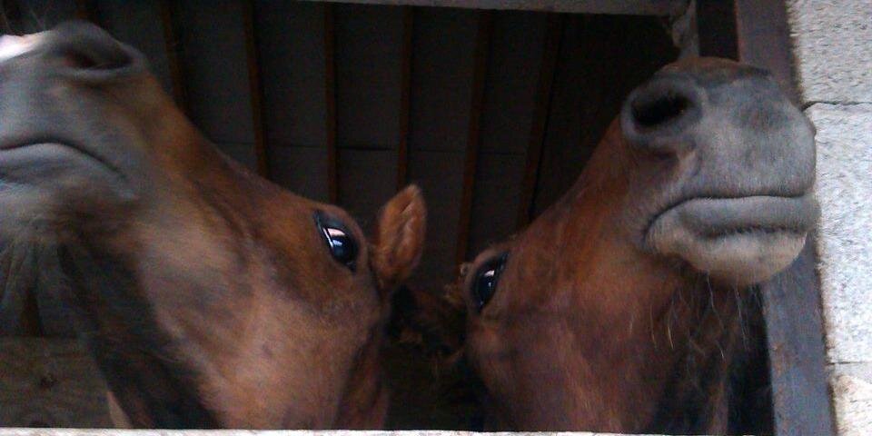 Dr. Eleanor Boden banner