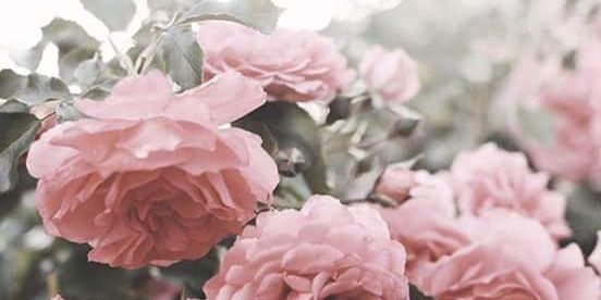 dulcegisellee's profile banner image