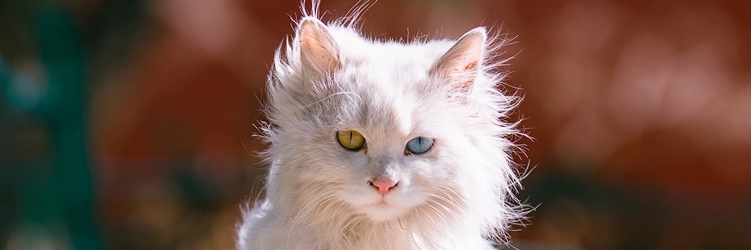 CrownMilton's profile banner image