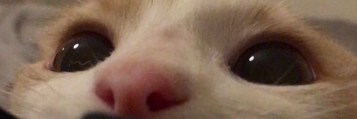 albinadelfinaa's profile banner image