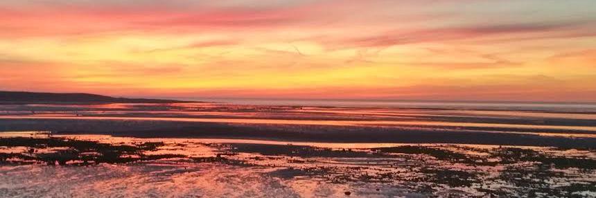 Patricia Silk banner