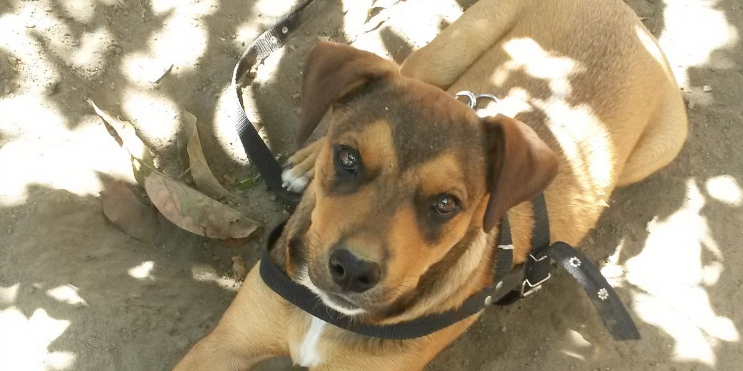 DII ¹⁸⁹⁸ banner