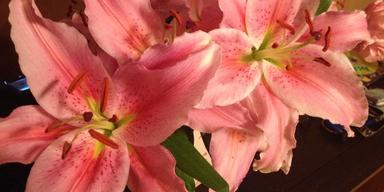 AngelAngels5998's profile banner image