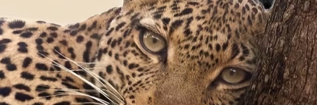 Lwdeeee's profile banner image
