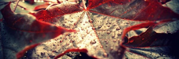 ruitendrop Profile Banner