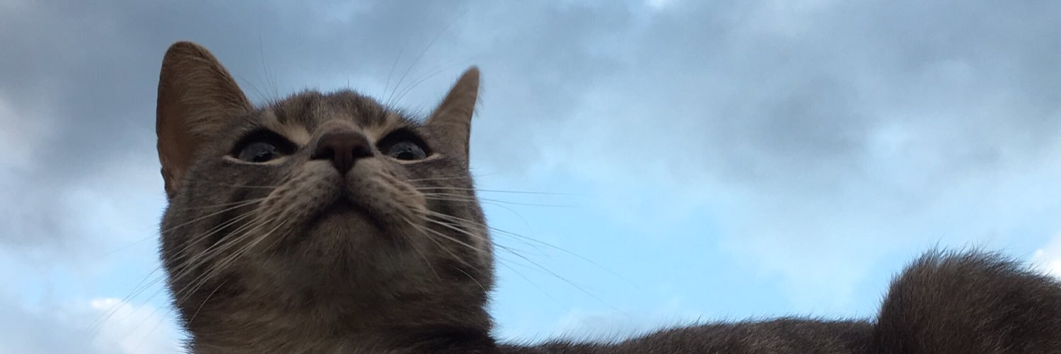 CillaCrosser's profile banner image