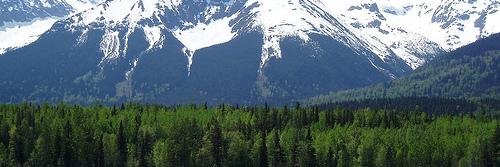 greencwfMC's profile banner image