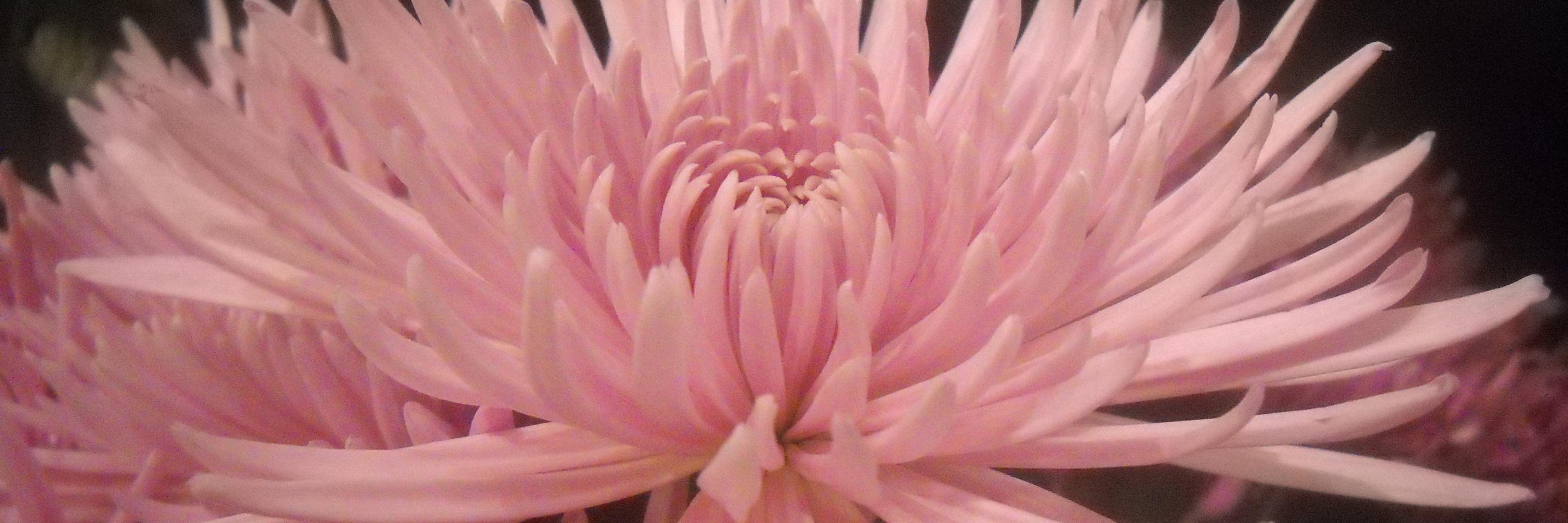 Katherine Frein banner