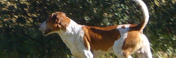 FFSanta Profile Banner