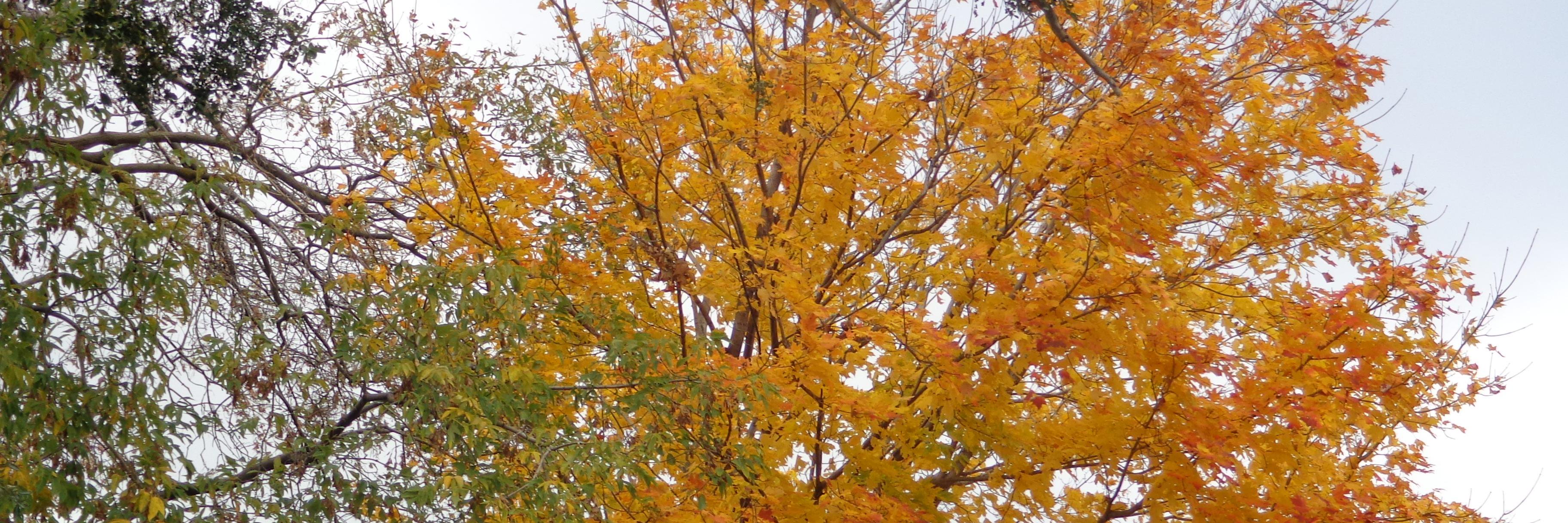 alamgircanada's profile banner image