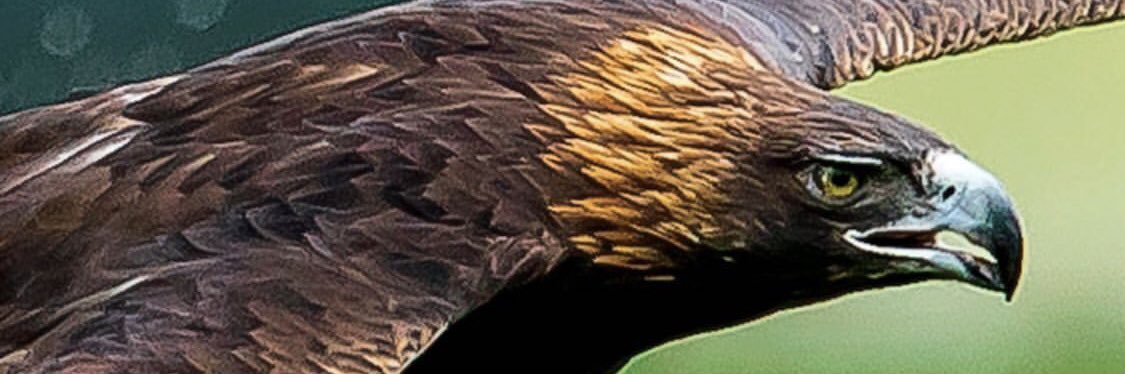 chemagol29's profile banner image