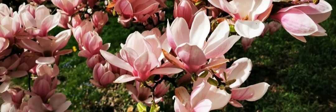 _Kallani_'s profile banner image