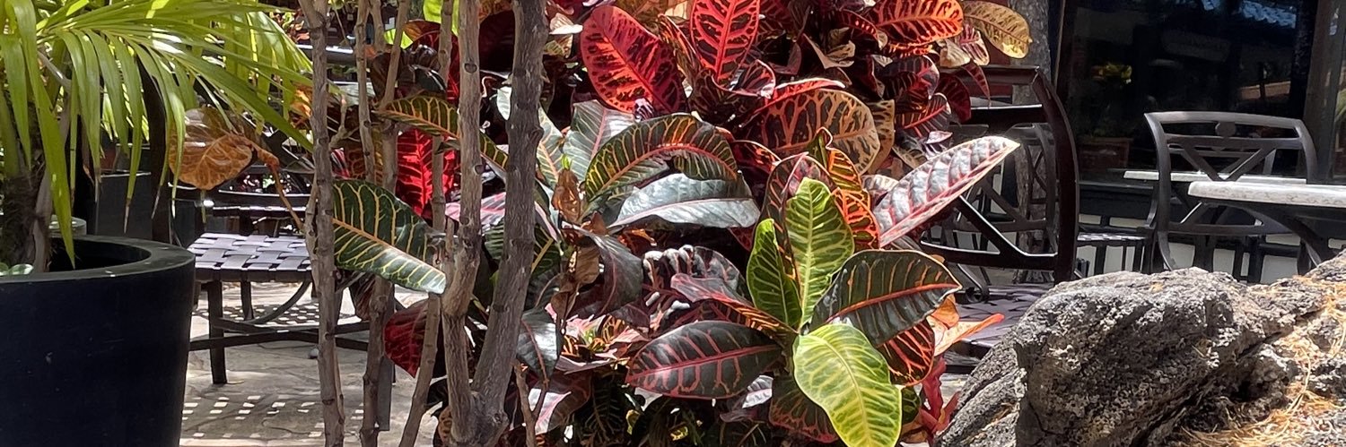 Ky Lashaii 🦋 banner