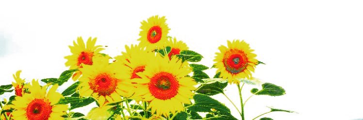 son0727's profile banner image