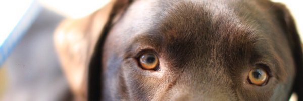 oscargordon Profile Banner