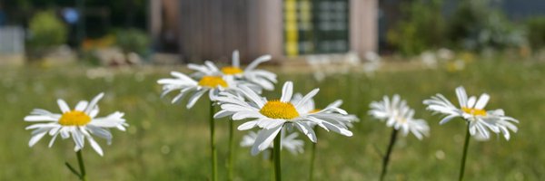 harlesdengarden Profile Banner