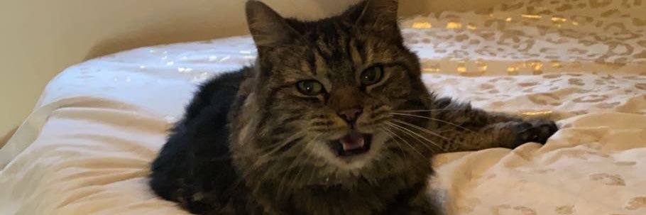 mamacassss's profile banner image