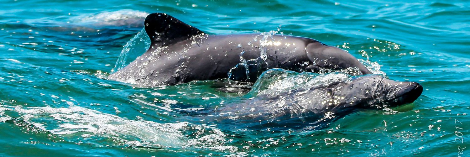 Ricardo Alvarez banner