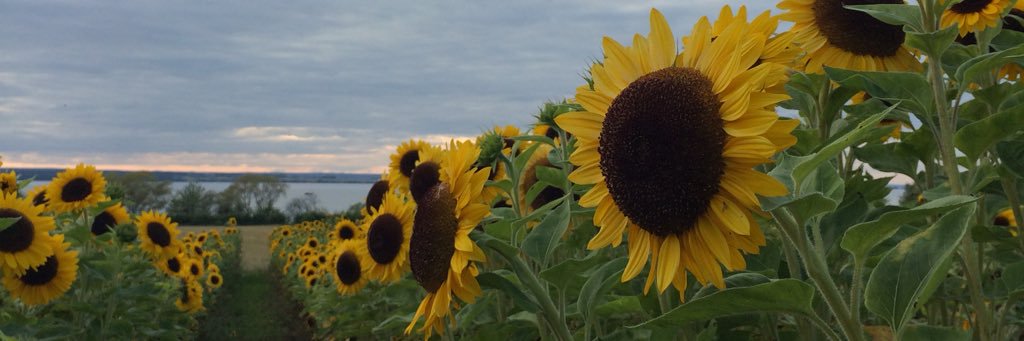 sunshineflicker's profile banner image