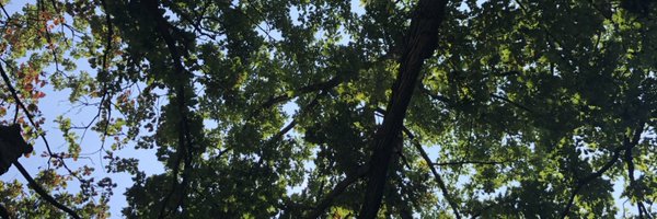 thebookofeliw Profile Banner