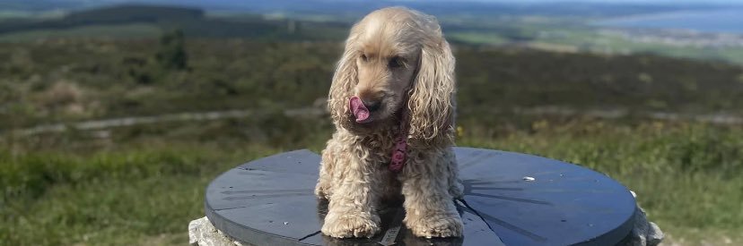 niamhlp's profile banner image