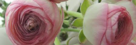 nanaco3626's profile banner image