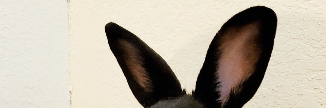 MicaelaTore's profile banner image