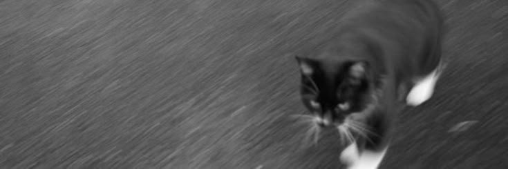 felpsinic's profile banner image