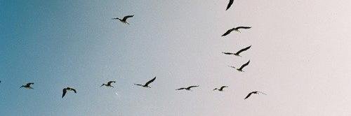 olya_veremenko's profile banner image