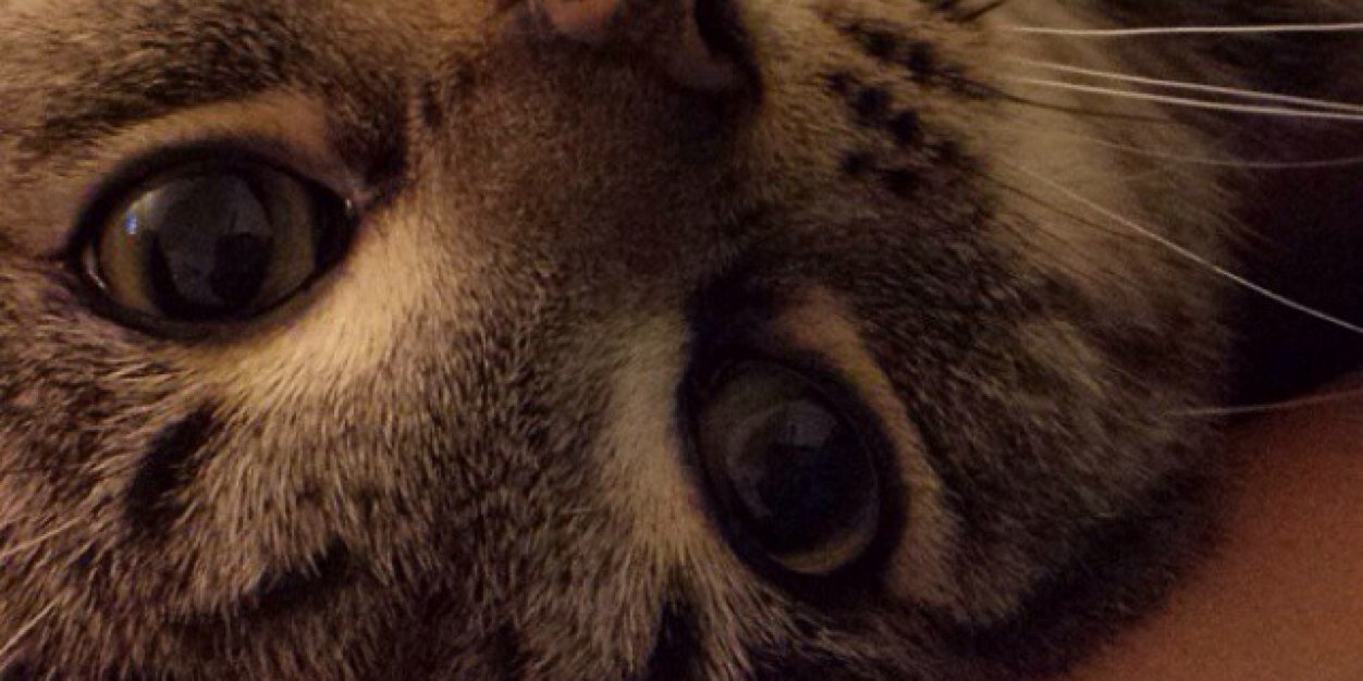 ryanDALYY's profile banner image