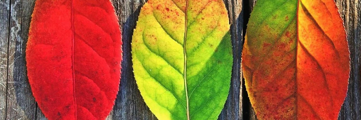 etlicacik's profile banner image