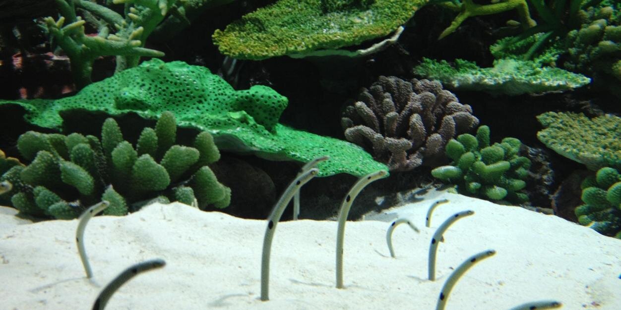 miniJellyfish1's profile banner image