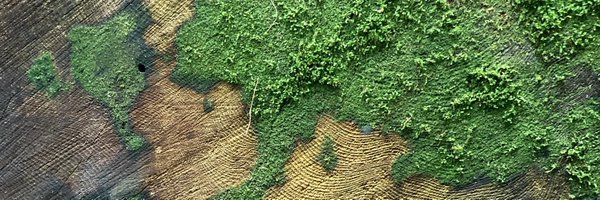 abywolf Profile Banner