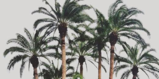 cuddleyloueh's profile banner image