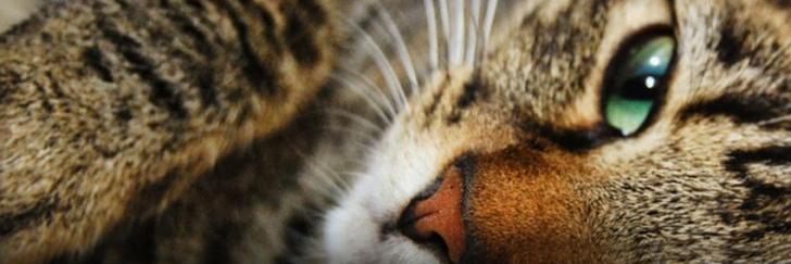 RonroneosPeru's profile banner image