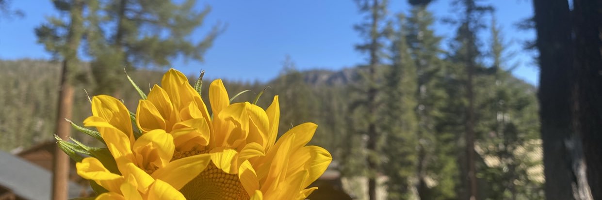 assleysilva's profile banner image
