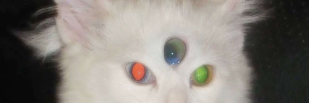 Alex Bug (Mr. Reality) banner